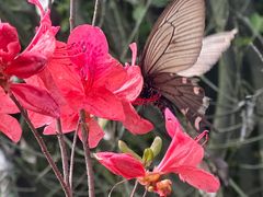 -紫蓬山国家森林公园