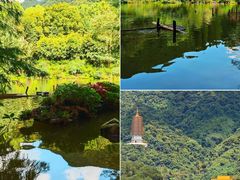-深圳仙湖植物园