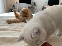 -猫大福·Fortune Cat猫舍(百子湾店)