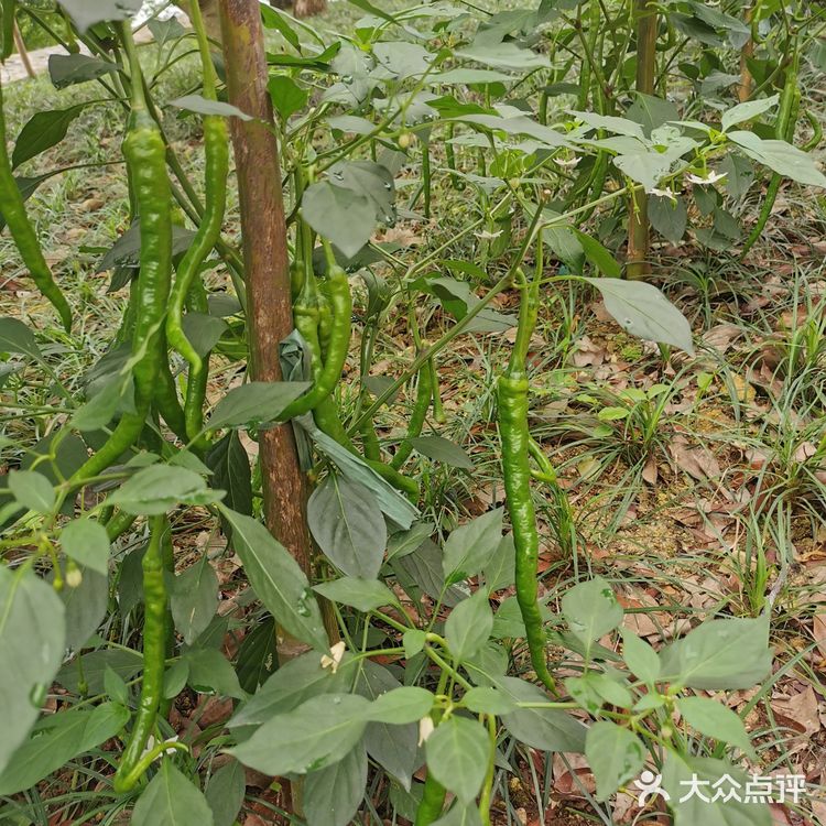 五花肉炒二荆条辣椒！