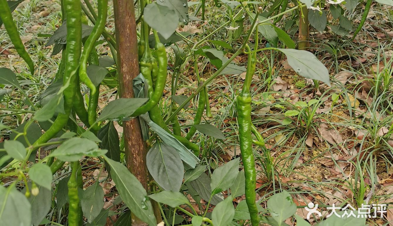 五花肉炒二荆条辣椒！