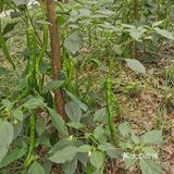 五花肉炒二荆条辣椒！