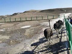 -新疆天山野生动物园