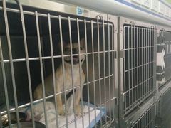 -汪喵宠物医院·骨科心脏影像·犬猫急重症ICU诊疗中心(成华分院)