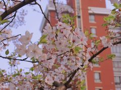 -高东镇樱花园