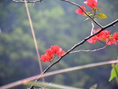 -云溪植物园