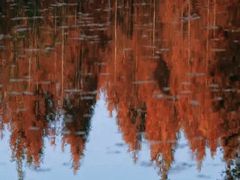 -桤木河湿地公园