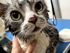 -全心全意连锁动物医院·特色中医诊疗(会城门分院)