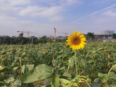 -光明小镇欢乐田园