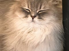 -平行世界·猫咖(首经贸店)