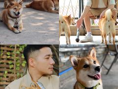 -柴犬高等学院·狗咖·柴犬售卖·宠物训练