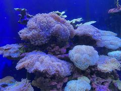 -江和美海洋公园