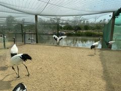 -盐城丹顶鹤湿地生态旅游区