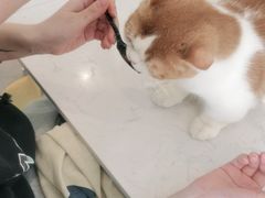 -飞行喵MR PILOT|猫舍·猫咖(静安大融城店)