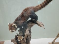 -国家自然博物馆