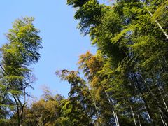 -上海佘山国家森林公园天马山园