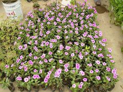-秦美花卉(天朗·莱茵小城2期店)