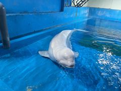 -芜湖新华联大白鲸海洋公园