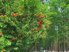 -昆山城市生态森林公园