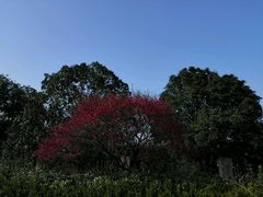 android_upload_pic-香雪海