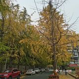 白果林，老街里的冬色