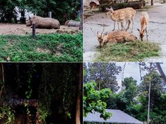 -清迈夜间动物园