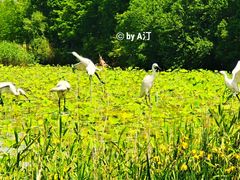 -上海长兴岛郊野公园