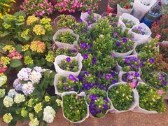-双季花艺园艺市场(浦东店)