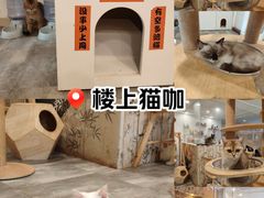 -楼上猫咖(罗湖店)