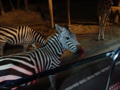 -清迈夜间动物园