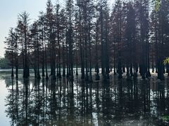 -白鹭湾湿地公园