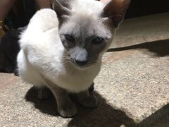 -more than meow吴止猫主题餐厅(承德 中船汇店)