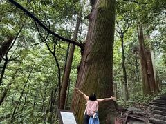 -天目山大树王景区