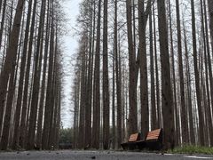 -东平国家森林公园