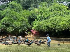 -西双版纳勐泐文化旅游区