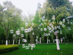 -合肥滨湖国家森林公园