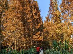 -桤木河湿地公园