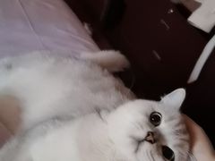 -猫大福·Fortune Cat猫舍(百子湾店)