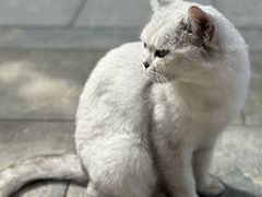 -西安大兴善寺