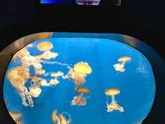 -烟台海昌鲸鲨海洋公园