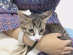 -美联众合爱康动物医院•复杂内科•肿瘤科•牙科•腔镜诊疗中心