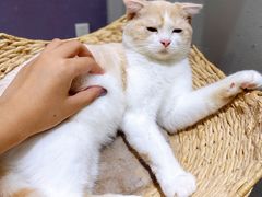 -藏猫猫咖啡主题馆(中央大道店)