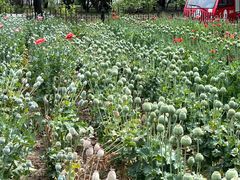 -国家植物园南园