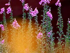 -深圳仙湖植物园