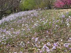 -永定河休闲森林公园
