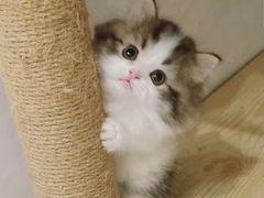 -欣宠猫屋·矮脚拿破仑·蓝金金渐层