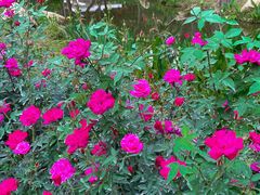 -人民公园(罗湖区)