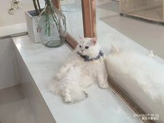 -共舞时光猫咖·狗咖(新街口店)