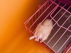 -瑞派·关忠动物医院·异宠专科·犬猫肿瘤·皮肤专科(望京店)