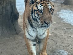 -北京野生动物园